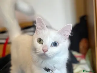 Turkish Angora cats Turkish angora with 2 different coloured eyes - Advert 4