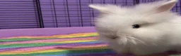 Lionhead rabbits for sale: Gorgeous purebred double-mane lionhead rabbits - Advert 6