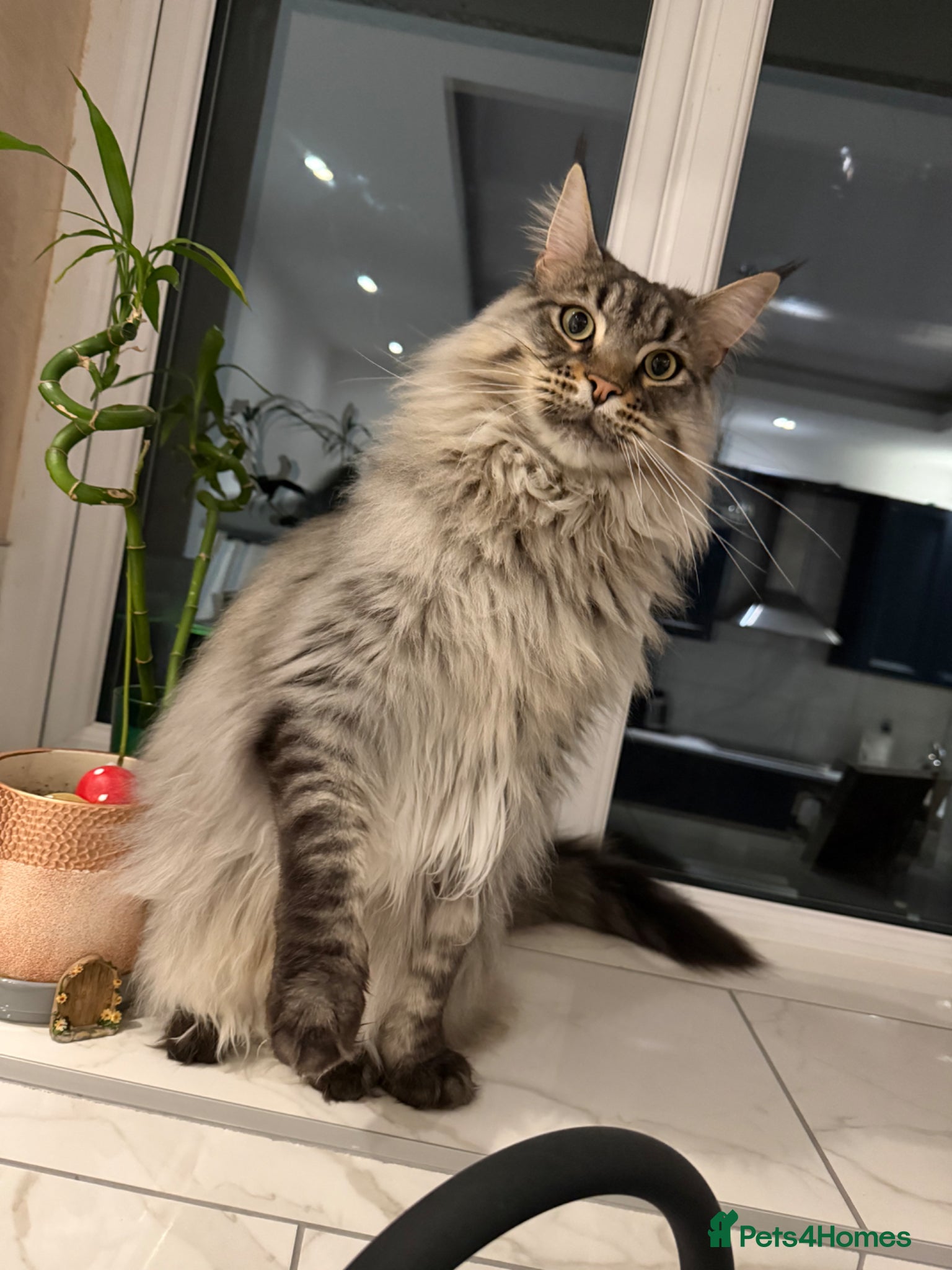 Maine Coon cats Maine coon  - Advert 1