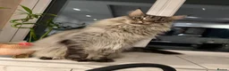Maine Coon cats for sale: Maine coon  - Advert 1