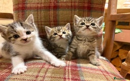 Mixed Breed cats for sale: 3 gorgeous boys mix breed - Image 23