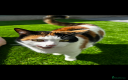 Mixed Breed cats for sale: Loving home wanted for gorgeous cat **free** - Image 3