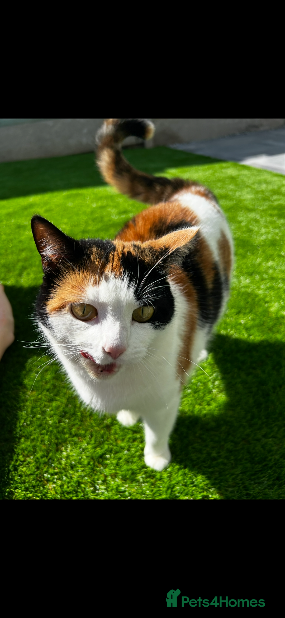 Mixed Breed cats for sale: Loving home wanted for gorgeous cat **free** - Image 3