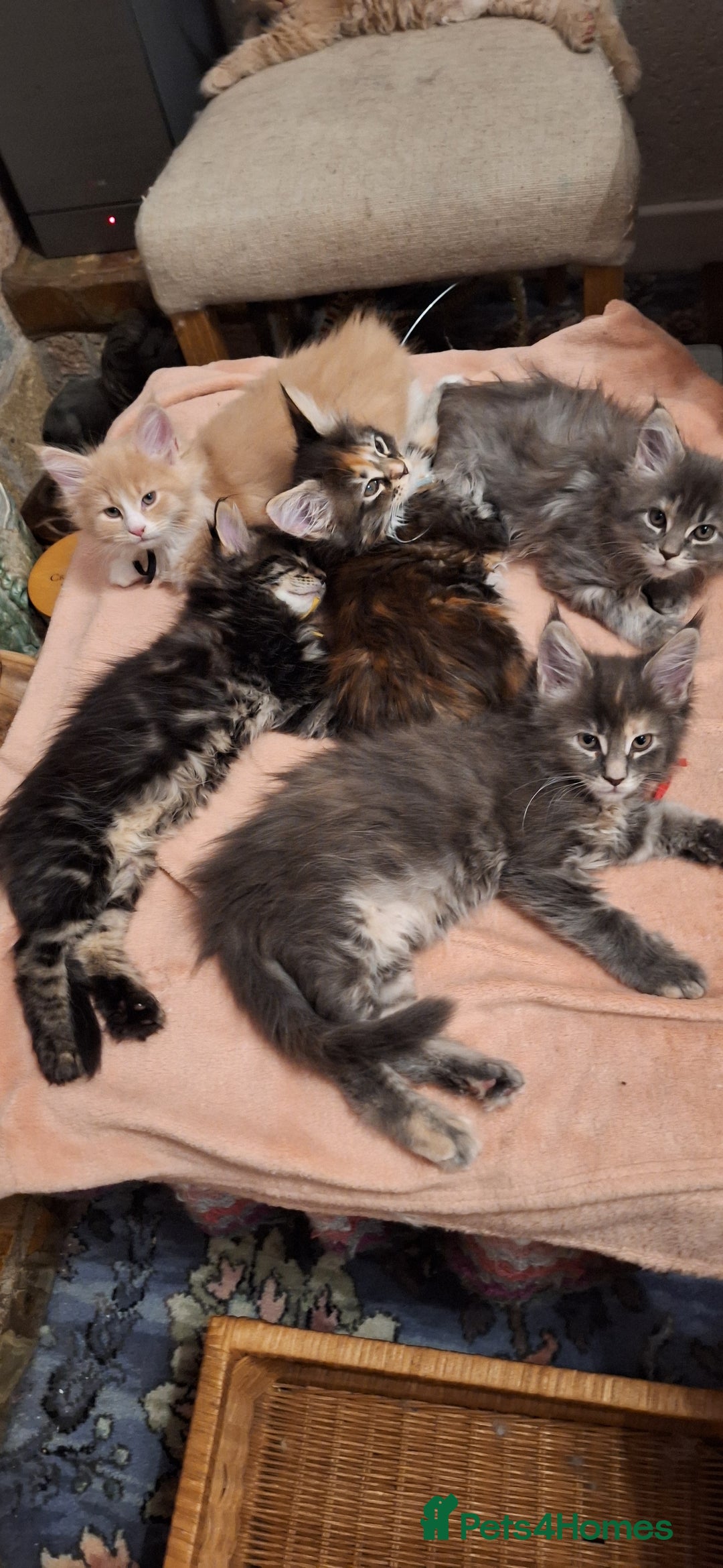 Maine Coon cats for sale: 😻 Ready Now 😻 Fluff Playful Maine Coon Kittens😻 - Advert 8