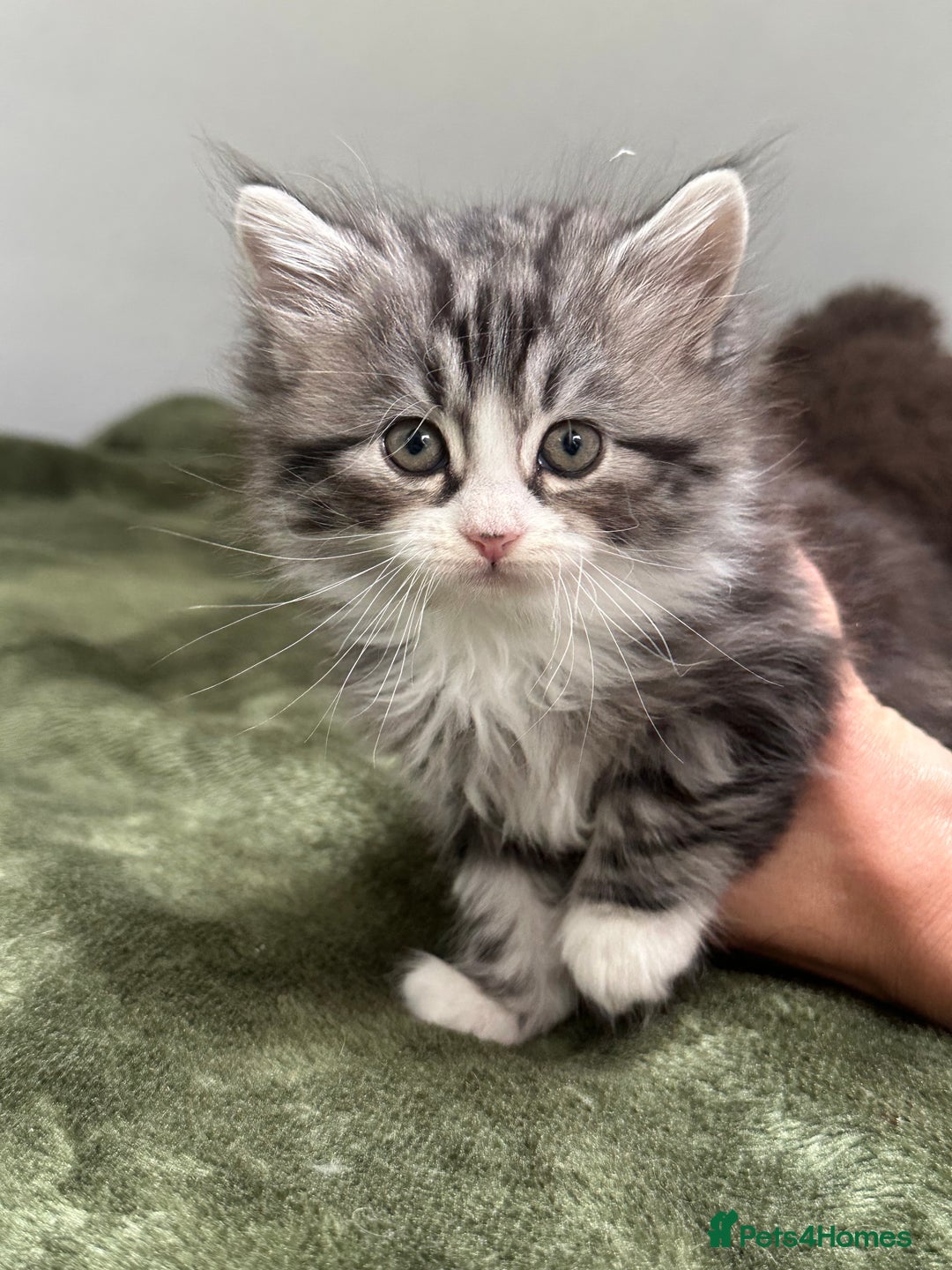 Scottish Fold cats for sale: Gorgeous fluffy Scottish Fold x DSH kittens - Image 13
