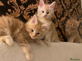 Maine Coon cats Purebred Maine Coon kittens - Advert 3