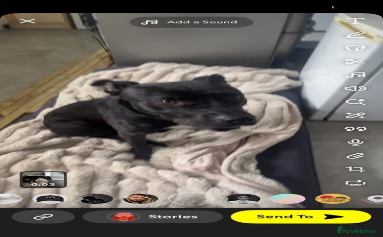 Mixed Breed dogs - Advert 1