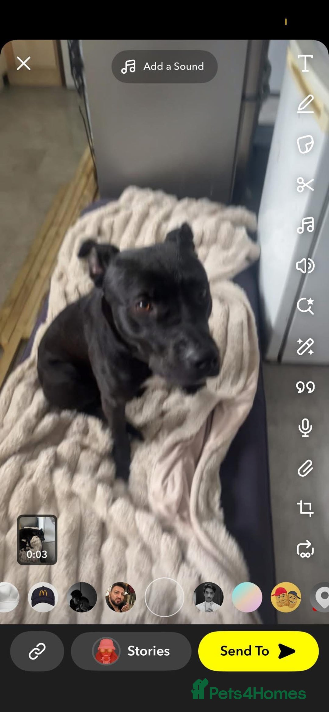 Mixed Breed dogs for sale: Bull greyhound  - Image 1