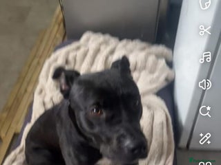 Mixed Breed dogs - Advert 1