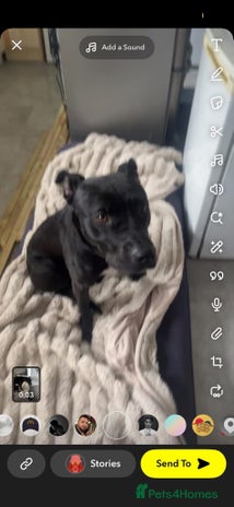 Mixed Breed dogs - Advert 1