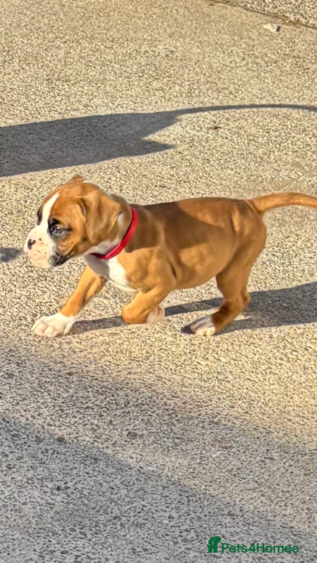 Boxer dogs for sale: Boxer pups  - Image 19