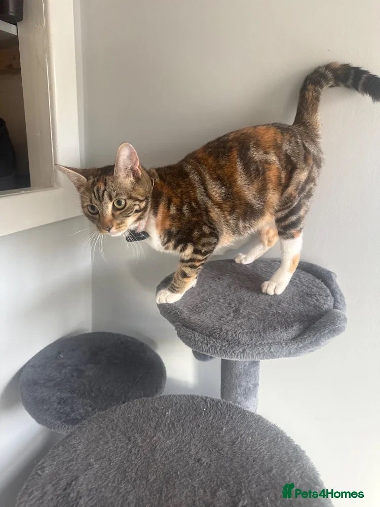 Mixed Breed cats Beautiful 10 Month Old Female Cat - Advert 15