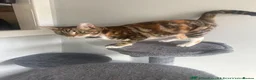 Mixed Breed cats for sale: Beautiful 10 Month Old Female Cat - Advert 1