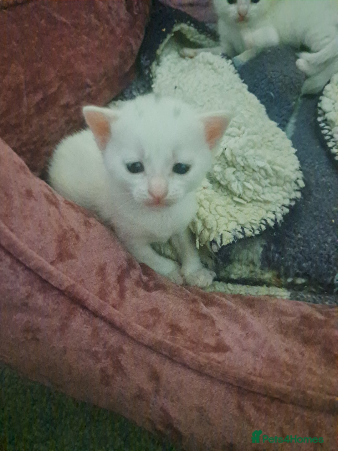 British Shorthair cats for sale: white kittens - Image 1