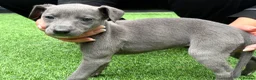 Whippet dogs for sale: Whipets Puppies - Advert 16