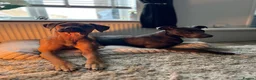 Mixed Breed dogs for sale: Rhodesian Ridgeback x Bull Lurcher - Advert 27