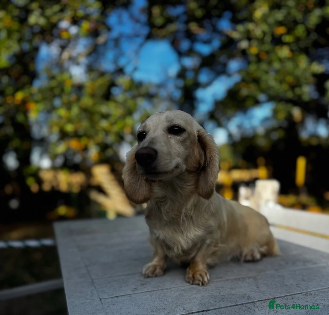 Miniature Dachshund dogs for sale: Kc reg cream adult bitch  - Advert 2