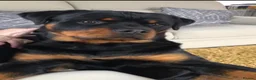 Rottweiler dogs for sale: Exceptional Male Rottweiler // Family Companion - Advert 3