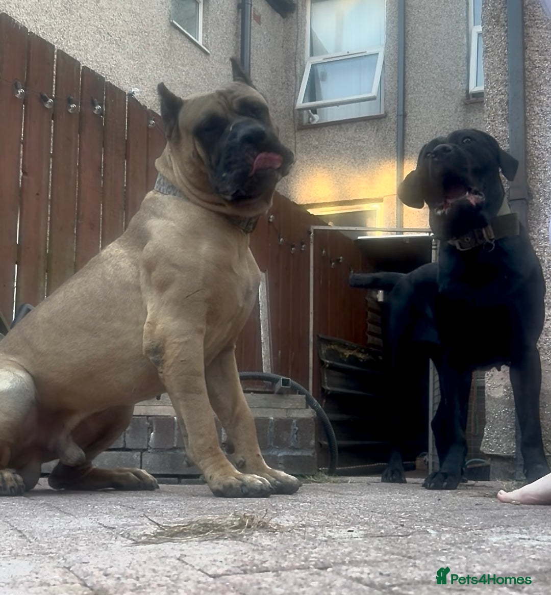 Mixed Breed dogs for sale: Gorgeous hardy pups - Advert 5