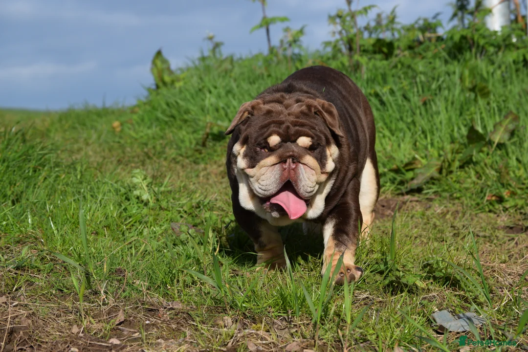 English Bulldog dogs for stud: GLEN COCO for stud in Birmingham - Advert 8