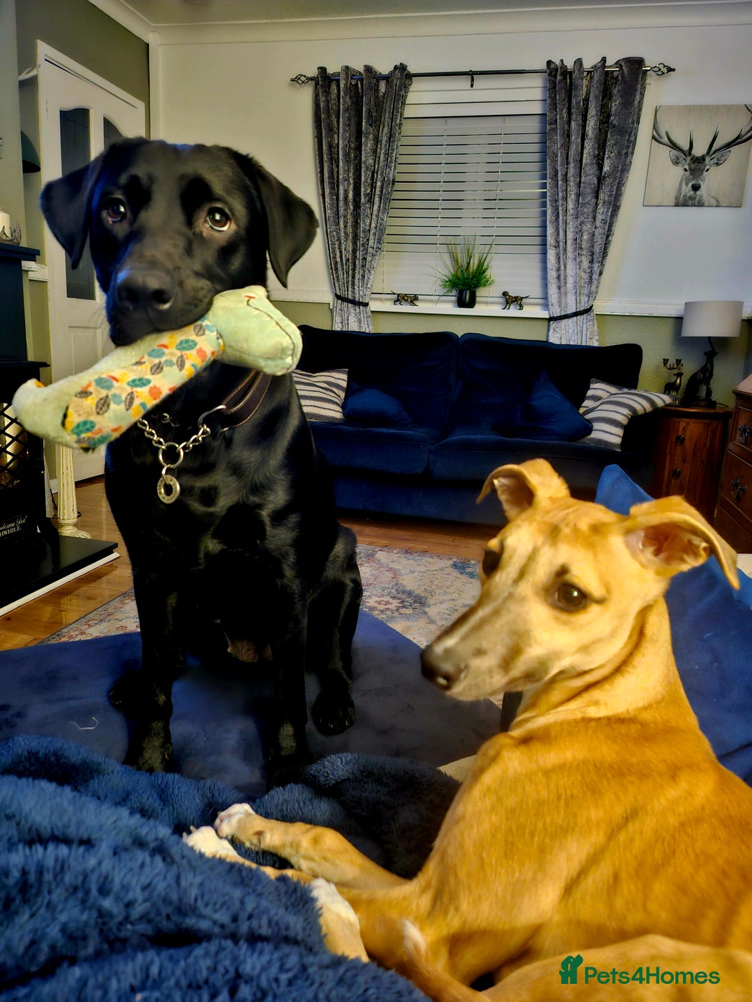 Whippet dogs for sale: Beautiful female whippet  - Advert 5