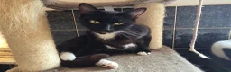 Mixed Breed cats for sale: Cats need a good home - Advert 5