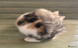 Mixed Breed cats for sale: Calico Grey, Pale Ginger & White ready now - Image 9