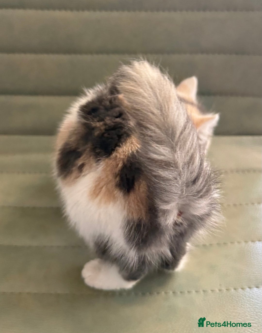 Mixed Breed cats for sale: Calico Grey, Pale Ginger & White ready now - Image 9