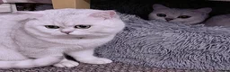 British Shorthair cats for stud: BSH Silver/Black Tipped for Stud - Advert 3