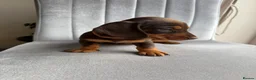 Miniature Dachshund dogs for sale: KC Reg Miniature Chocolate & Tan Dachshunds - Advert 7
