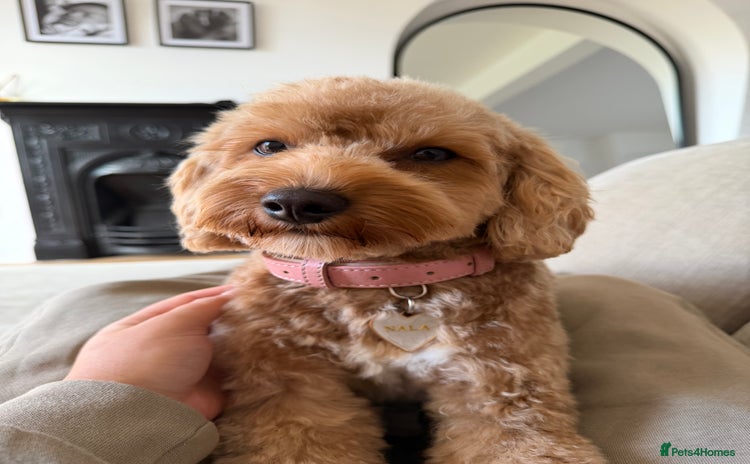 Cavapoochon dogs Cavapoochon for Re-homing 🐾💕 - Advert 9