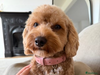 Cavapoochon dogs Cavapoochon for Re-homing 🐾💕 - Advert 3