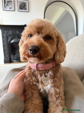 Cavapoochon dogs Cavapoochon for Re-homing 🐾💕 - Advert 6