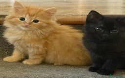 Mixed Breed cats for sale: Delightful Rag-doll Mixed Breed Kittens READY NOW! - Image 17