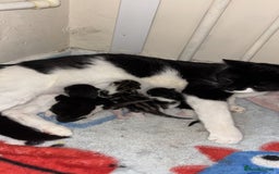 Mixed Breed cats for sale: Kittens  - Image 4