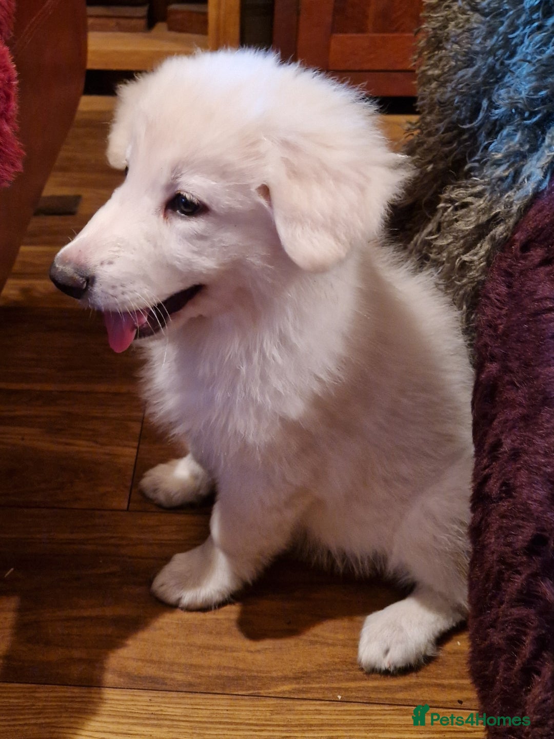 German Shepherd dogs for sale: Lovely long coated German Shepherd Puppies  - Image 10
