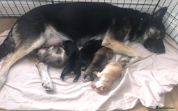 Mixed Breed dogs for sale: Beautiful German Shepherd × ChowXmalamute Puppies - Image 10
