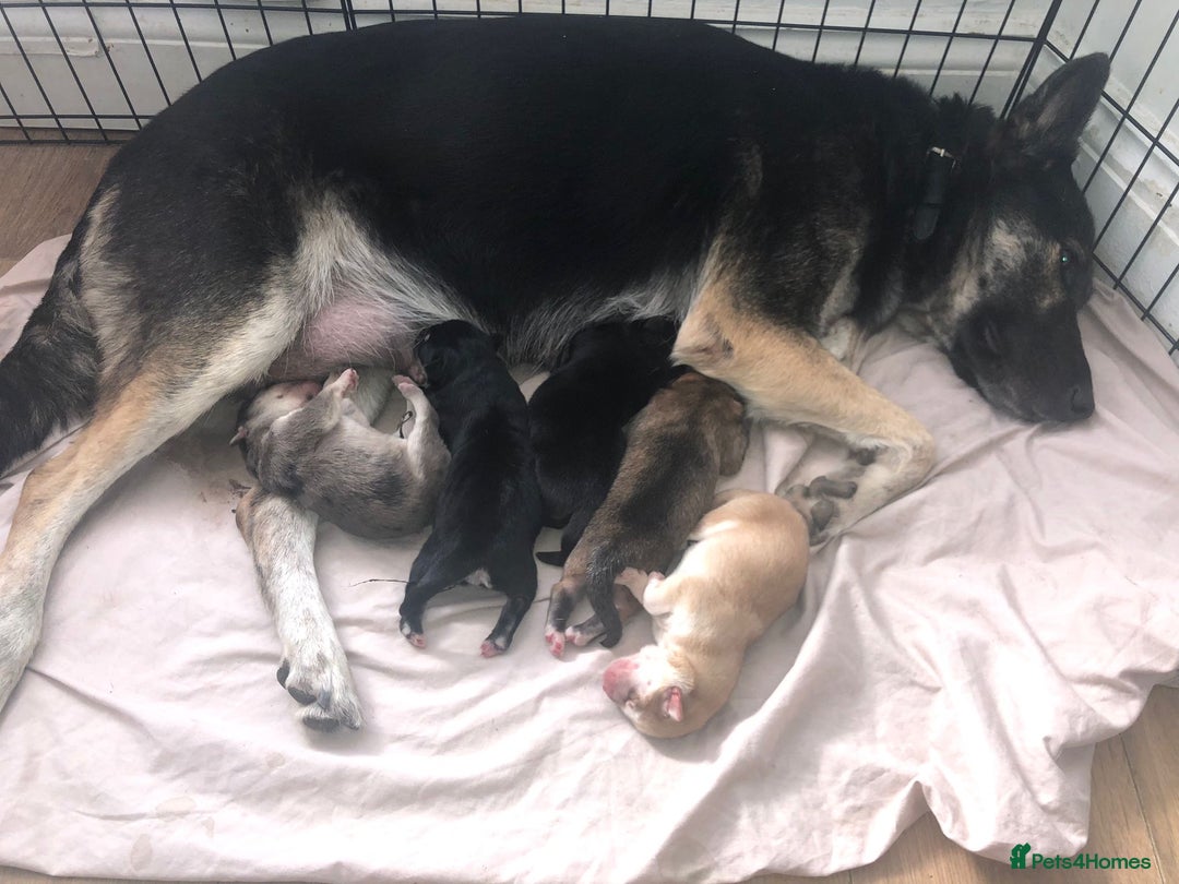 Mixed Breed dogs for sale: Beautiful German Shepherd × ChowXmalamute Puppies - Image 10