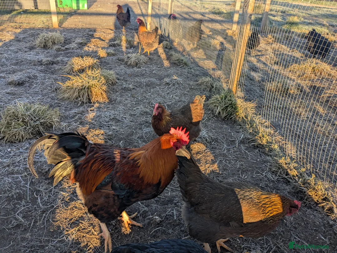 Geese poultry for sale: Call ducks, Light Sussex, Faverolle, Aracaunas,Wel - Advert 16