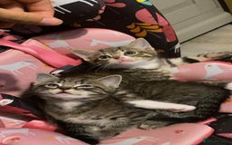 Mixed Breed cats for sale: Adorable kitten's  - Image 7