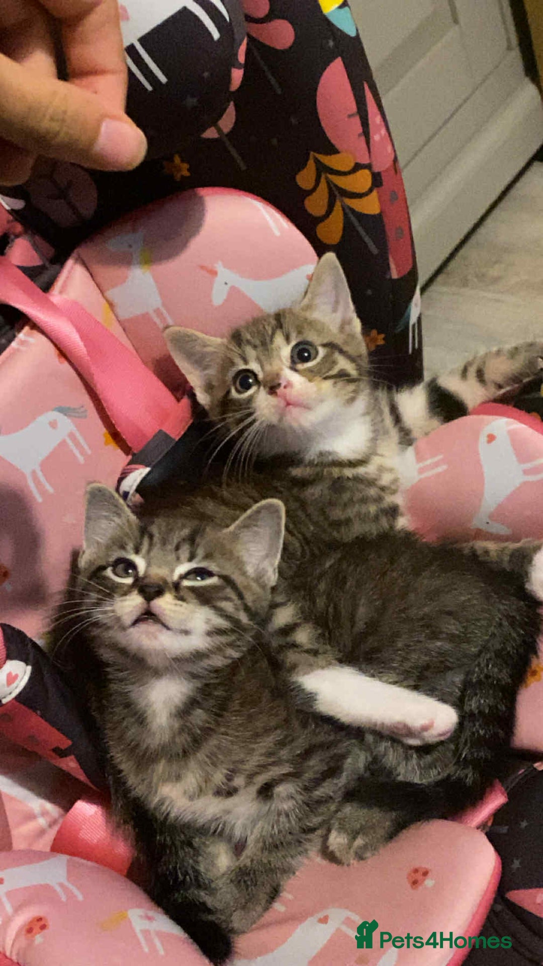 Mixed Breed cats for sale: Adorable kitten's  - Image 7