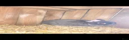 Netherland Dwarf rabbits for sale: Netherland dwarf kits *read ad* - Advert 7