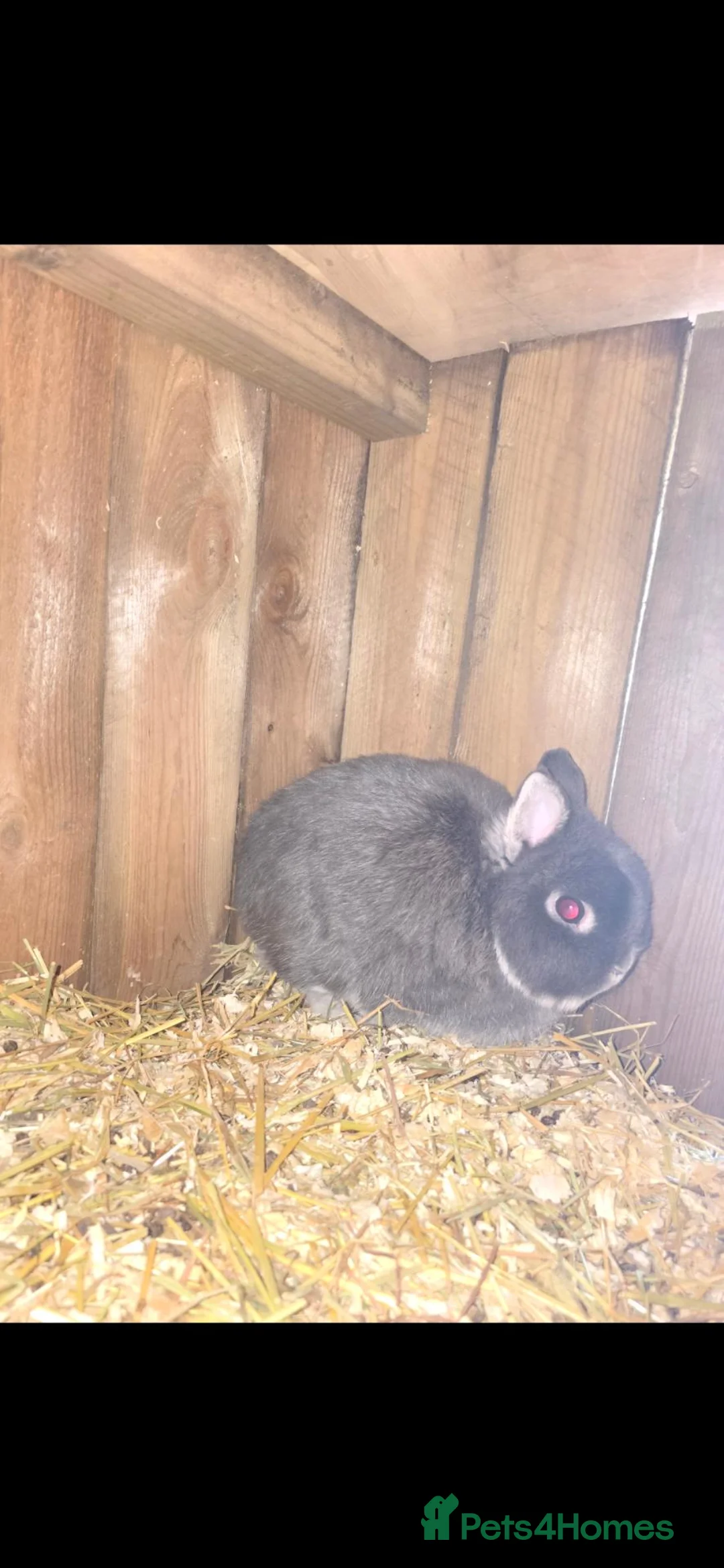 Netherland Dwarf rabbits for sale: Netherland dwarf kits *read ad* - Advert 7