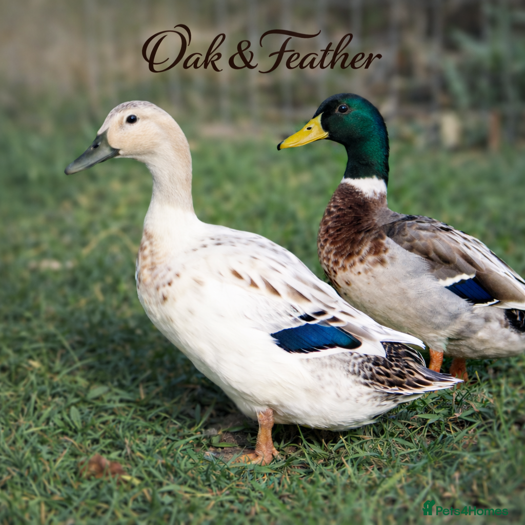 Ducks poultry 6 *RARE* Welsh Harlequin Duck Hatching Eggs - Advert 2