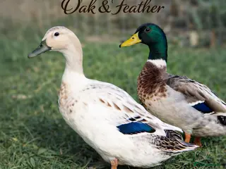 Ducks poultry 6 *RARE* Welsh Harlequin Duck Hatching Eggs - Advert 2