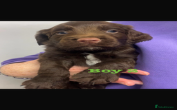 Cocker Spaniel dogs for sale: Cocker Spaniel Puppies for sale  - Advert 6