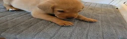 Labrador Retriever dogs for sale: Lab puppies B&G in Great Yarmouth - Advert 10