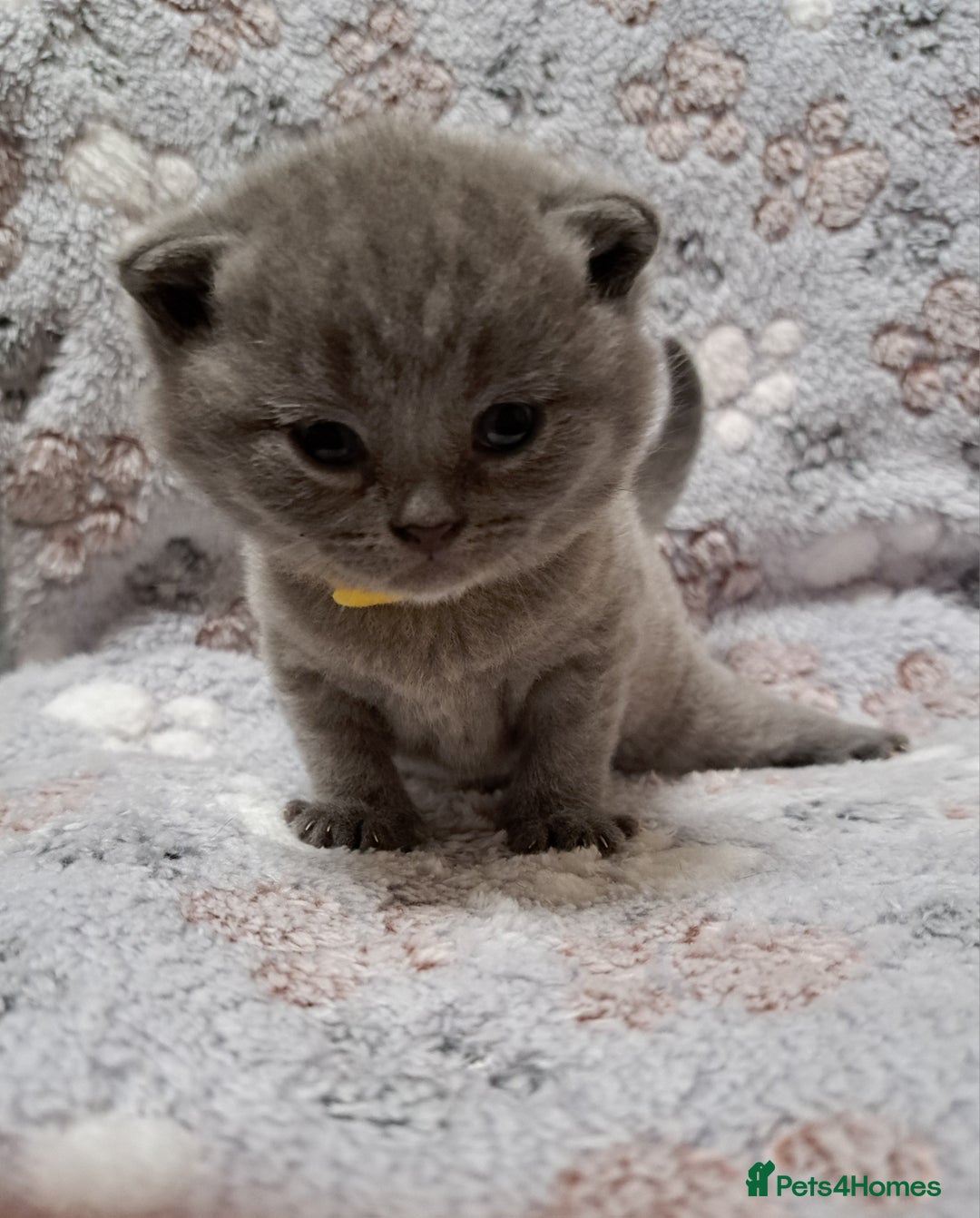 British Shorthair cats for sale: ONE KITTEN FOLD EARS IS AVAILABLE  - Advert 13