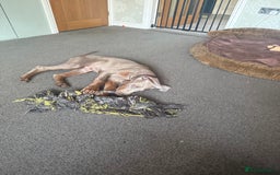 Dobermann dogs for sale: Dobermann puppy 5* licensed breeder  - Image 7