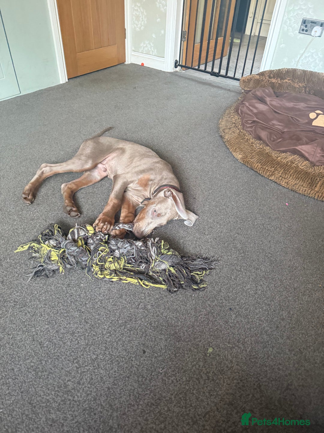 Dobermann dogs for sale: Dobermann puppy 5* licensed breeder  - Image 7
